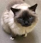 Birman cat adoption. Adopt a preloved Birman Cat or Kitten
