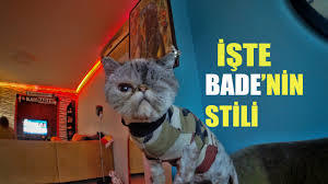 Kedi Kiyafeti Yapimi Youtube