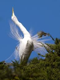 Animal instinct is calling download. Animal Communication Wikipedia