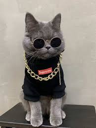 Pin De Eylul Akgul Em Funny Pets Fotos De Animais Engracados Roupas Para Gatos Gatos Legais