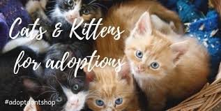 Kittens are fully vaccinated and are up to date with all shorts, kittens have all healt. Kittysnip Cats Kittens Adoption Day Tickikids Dubai