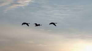 Birds Animals In Silhouette Flight Early Morning Sky Pan Left Right Stock Footage Flight Early Silhouette Birds Animals Animal Silhouette Morning Sky