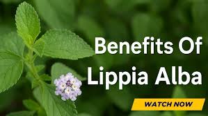 Image result for Lippia