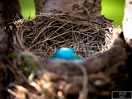 Image result for Robin Egg Blue 2018 Fleet