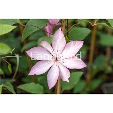 Data specific to clematis (edit). Clematis Omoshiro Landgard Pictures