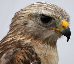 Birds That Look Like Eagles In Florida Pin By Windycityparrot Com On Nueces County Bird List Scary Birds Birds Of Prey Pet Birds