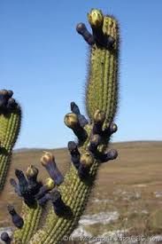 Huge collection, amazing choice, 100+ million high quality, affordable rf and rm images. 100 Tall Cactus Ideas Tall Cactus Cactus Cactus Plants