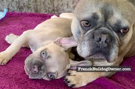 The breed is the result of a cross between toy bulldogs imported from england, and local ratters in paris, france, in the 1800s. Do French Bulldogs Eyes Change Color From Blue Why What Colors