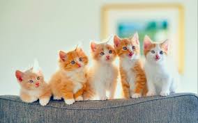 Find kitty cute kittens image, wallpaper and background. Free Download Baby Cat Moms And Babies 2560x1600 For Your Desktop Mobile Tablet Explore 76 Baby Kitten Wallpaper Cute Kittens Wallpapers Free Kittens Wallpaper For Desktop Cute Kitten Wallpapers For Desktop