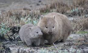 27,851 likes · 887 talking about this. How Wombats Cube Their Poo Earth News Particle