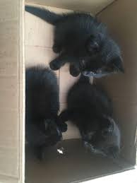 Kunyit hitam dijual mulai harga rp800 ribu hingga jutaan rupiah per kg, tergantung tempat pembelian. Kucing Anggora Medium Full Black Perlengkapan Hewan Aksesoris Hewan Di Carousell