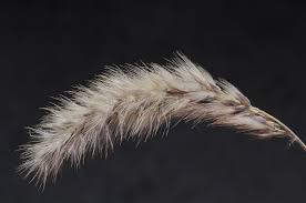 Image result for Enneapogon