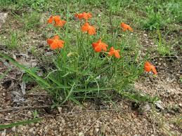 Image result for Tricliceras