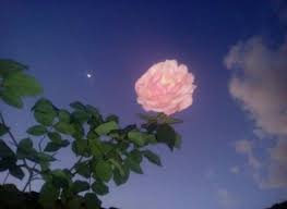 Image Result For 90s Anime Aesthetic Flowers Flower Aesthetic Aesthetic Anime Aesthetic Wallpapers