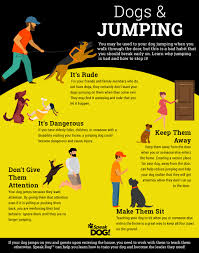 Once your dog learns the speak and quiet commands separately, you can use them together. Dog Behavior Training How To Get Your Dog To Stop Jumping