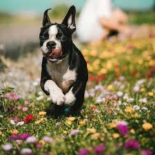 Tips For Leaving A Puppy Alone