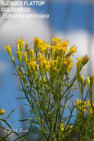 Slender Flattop Goldenrod Euthamia Caroliniana Florida Native Plants Native Plants Florida Flowers
