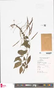 Image result for Cleome aculeata