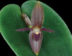 Image result for Solenangis