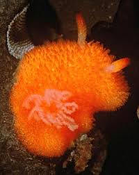 Image result for Kotschya ochreata