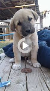 Log In Or Sign Up In 2020 Photo Sharing Signup Labrador Retriever