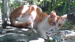 Sarman Kedi Sahiplendirme Ucretsiz Kedi Sahiplendirme
