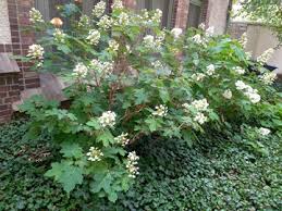 There are a seemingly endless number of species that do well here in colorado. Hydrangeas For Colorado Denver Botanic Gardens