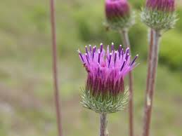 Image result for Dewildemania filifolia