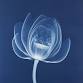 Introduction to Cyanotype - Session 1