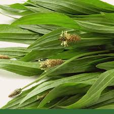 Image result for Lepidagathis plantaginea