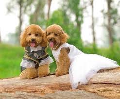Brezilya Hakkinda Her Sey Toy Poodle Cinsi Dostlariniz Var Mi