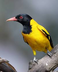 Birds Private On Instagram Follow Us For Amazing Bird Photography From Around The World Visit The Private Galle Bird Photography Tropical Birds Pet Birds