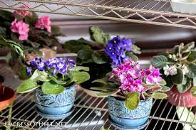 The fruits can remain on the plant for many weeks. How Often Should I Water My Houseplants