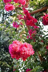 Image result for Bougainvillea sp. cultivar