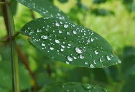 Maybe you would like to learn more about one of these? Leaf Leaves Wet Water Droplets Beads Beading Rain Green Foliage Tree Pikist