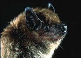 Slideshow: Everything you didn't know about bats in Los Angeles | 89.3 KPCC