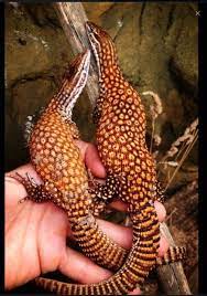 Ridge Tailed Monitor Varanus Acanthurus Reptiles And Amphibians Reptiles Pet Monitor Lizard