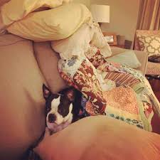 Boston Terrier Dog Breed Information | Purina