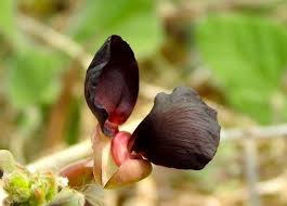 Image result for Macroptilium atropurpureum