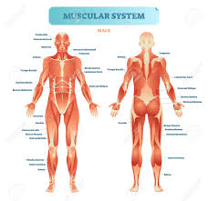 Anatomytools.com provides highly detailed male and female anatomical reference models, artist busts, instructional dvds, armatures and workshops used by fx artists, 3d artists, medical professionals and sculptors. Male Muscular System Full Anatomical Body Diagram With Muscle Royalty Free Cliparts Vectors And Stock Illustration Image 100867245