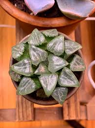 Image result for Haworthia