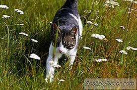 Ist Eine Money Tree Pflanze Giftig Fur Katzen 2020
