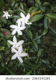 Image result for Jasminum fluminense