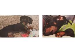 Maybe you would like to learn more about one of these? Puppy Stolen At Gunpoint From Denver Couple Denver Co Patch