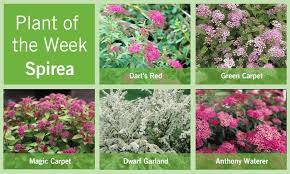 Maybe you would like to learn more about one of these? Plant Of The Week August 2 2012 Spirea Bylands Nurseries Ltd