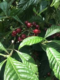 Image result for Psychotria ceratoloba