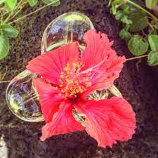 Hibiscus Flower Essence Clarity Renewal Vibrational Remedy Honest Owl Herbal Flower Essences Hibiscus Flowers Flowers