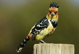 Black And White Speckled Bird With Red Head With Its Thick Bill And And Very Colorful Plumage The Crested Barbet Is Unmistakable This Small Bird Has A Speckled Yellow And Beautiful Birds Bird Black Bird