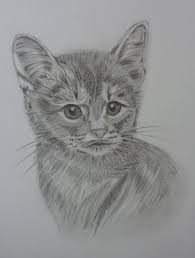 Dieren Tekenen Google Zoeken Dieren Tekenen Katten Tekening Dieren