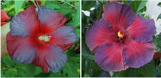 Check spelling or type a new query. Frontiers Phenotypic Similarities In Flower Characteristics Between Novel Winter Hardy Hibiscus Hybrids And Their Tropical Relatives Plant Science